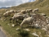 Durmitor