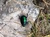 Na Svinjaku